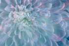 USA, Washington State, Seabeck. Close-up of white dahlia flower. Art Print